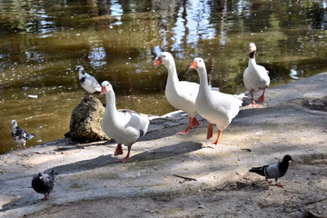 geese in the Reina Sofia Dunes park of Guardamar del Segura beach, Alicante. Spain. Europe.