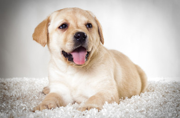 Labrador puppy lies and looks