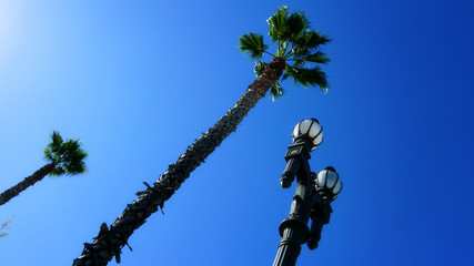 Fototapeta na wymiar Palm trees and lamp
