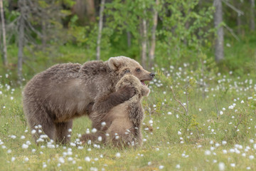 Two young Brown bears playing in the middle of the cotton grass in a Finnish bog