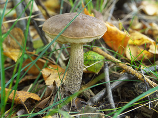 Autumn mushrooms among leaves and grass, white mushroom in autumn forest