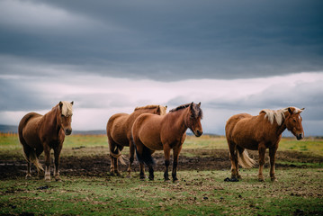 Obraz premium group of Icelandic horses stands in paddock, cloudy day