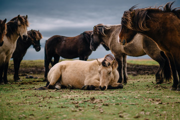 Fototapeta na wymiar group of Icelandic horses stands in paddock, cloudy day