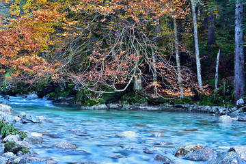 Masino creek in autumn