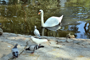 pigeons and swan in the Reina Sofia Dunes park of Guardamar del Segura beach, Alicante. Spain. Europe.