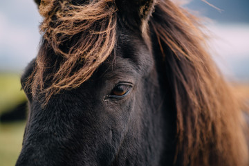 Super close-up of eye of dark Icelandic horse