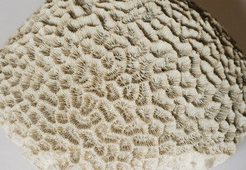 sea shell with white background