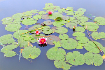Two red water lily (Nymphaea alba f. rosea) in a lake near Nesvizh Castle