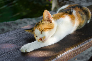Sleeping white and orange cat