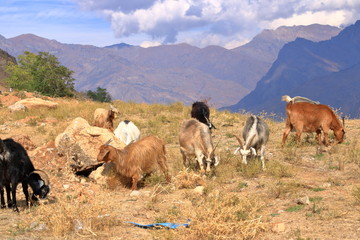 Fototapeta premium Goats on a Rock near Charvak Reservoir in Uzbekistan, Chimgan Mountains