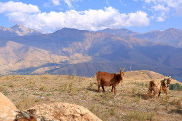 Fototapeta na wymiar Goats on a Rock near Charvak Reservoir in Uzbekistan, Chimgan Mountains