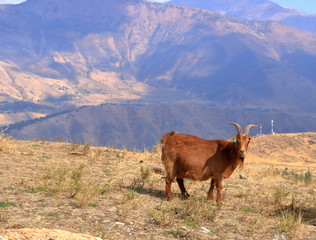 Goats on a Rock near Charvak Reservoir in Uzbekistan, Chimgan Mountains
