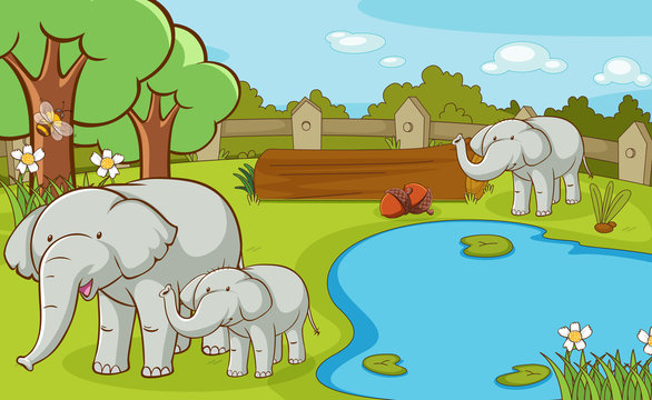 Scene with elephants at the zoo