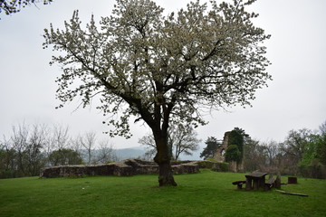 Blooming cherry tree before the ruins in Hungary, Mecseknadasd