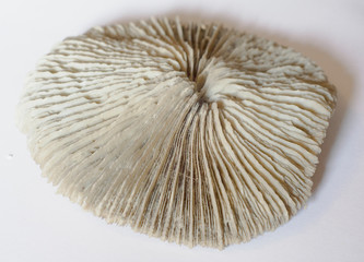 sea shell with white background