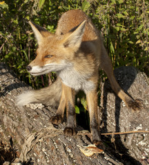red fox vulpes vulpes