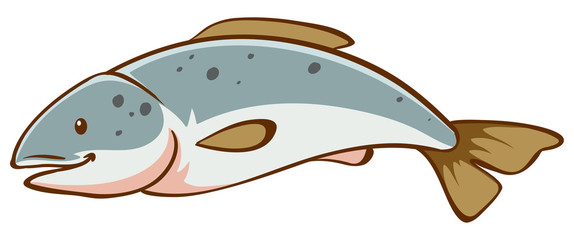 Fish on white background