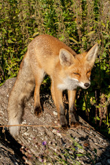 red fox vulpes vulpes