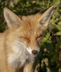 red fox