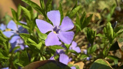 blue flowers on green background