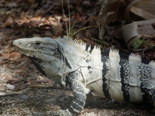 iguane mexicain à queue noire
