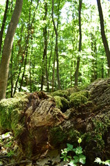 Sunshine in the green forest