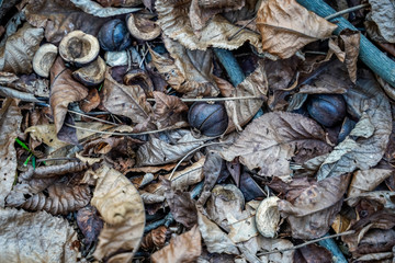 Hickory nuts, shells, husk, leaves, and branches fallen from a tree. Landscape image of natural object.