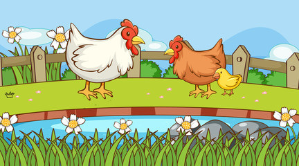 Fototapeta na wymiar Scene with chicken on the farm