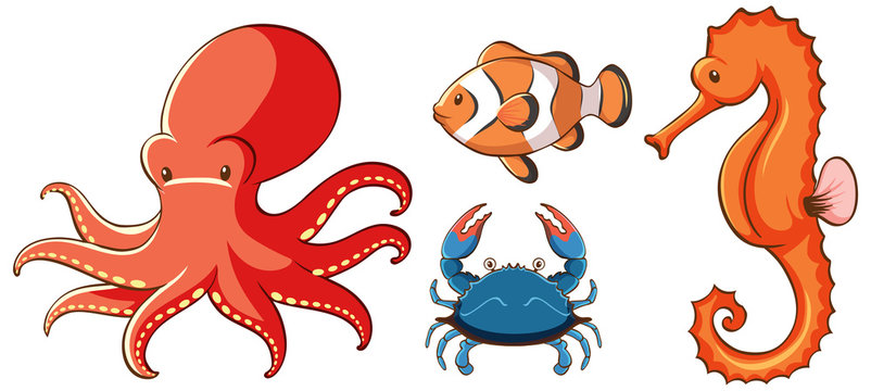 Isolated picture of sea animals