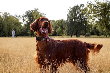 Irish setter on a walk at the meadow. Beautiful dog portrait
