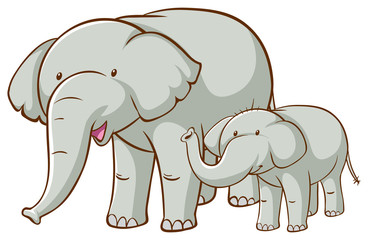 Two elephants on white background