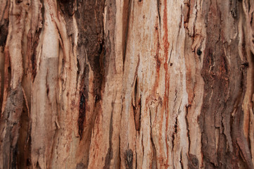 Texture and pattern of a large eucalyptus tree
