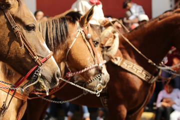 head of three horses looking from left to right, using traditional mexican charro equipment