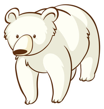 Polar bear on white background