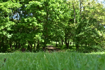 Green grass and forest in Hungary