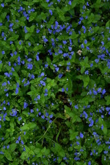 Purple flower in the grass