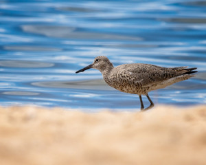 Shorebird