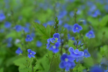 Purple flower in the grass