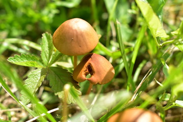 mushroom in the grass