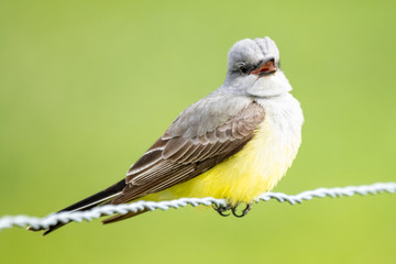 Singing Bird on a Wire