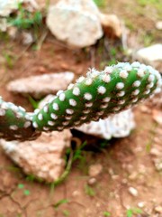 Close up of the leaf of Opuntia microdasys var. albispina, common name Angel Wings cactus