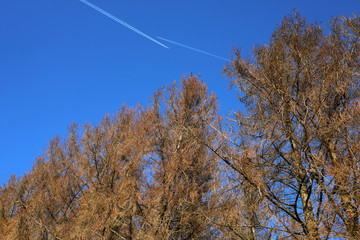 Fototapeta na wymiar Vertrocknete Bäume und blauer Himmel mit 2 Flugzeugen und Kondensstreifen - Stockfoto