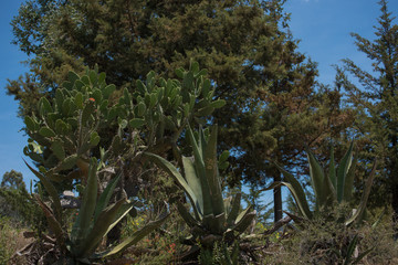 Obraz premium Beautiful Nature Scene in 