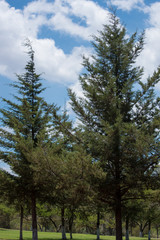 Close up of Vegetation next to the Basaltic Prisms of Santa María Regla, Mexico