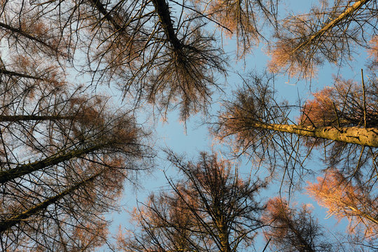 Baumkronen von vertrockneten Bäumen in Zeiten von Klimawandel und Erderwärmung - Stockfoto