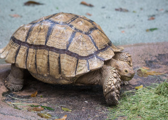 Closeup portrait of Galapagos giant tortoise ,Chelonoidis nigra, with huge paws looking curiously and eating grass.