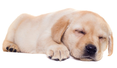 Labrador puppy sleeping on a white background