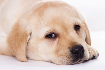 Labrador puppy sleeping on a white background