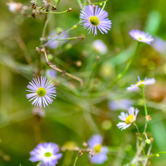 Wildflowers on a meadow in autumn with blurred background.