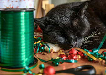 Black cat in the midst of Christmas decoration, which serves to embellish gifts of a Christmas...